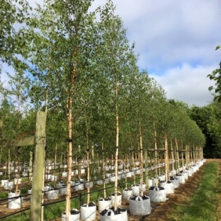 Betula pendula Beverley Beauty at Barcham Trees