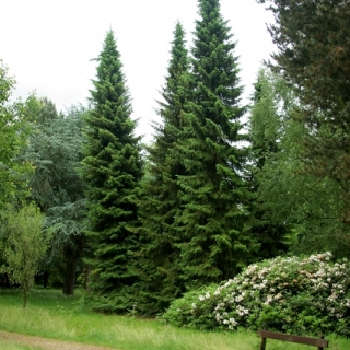 Mature Picea omorika