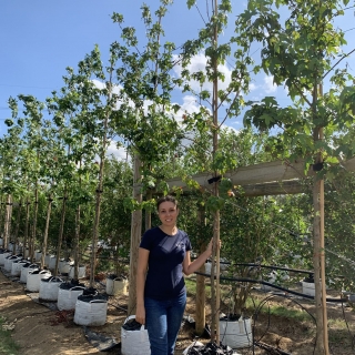 Liquidambar styraciflua