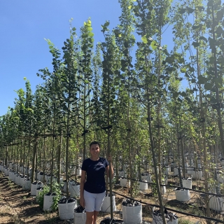 Tilia platyphyllos Rubra