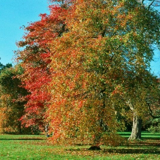 Mature Nyssa Sylvatica in a parkland