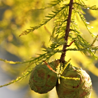 The small cones of Taxodium distichum