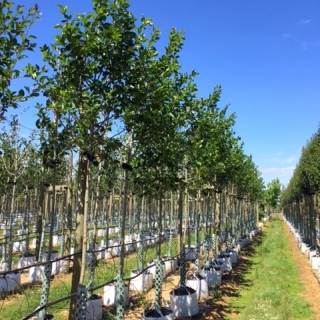 Crataegus succulenta Jubilee on the barcham nursery