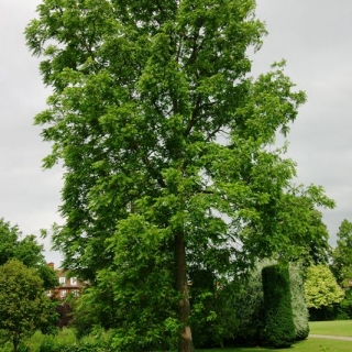 Mature Ailanthus altissima