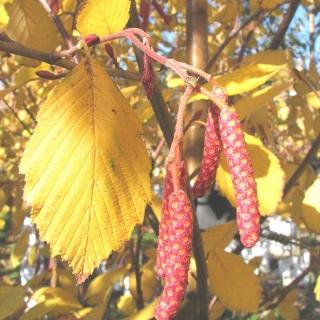 Alnus incana Aurea golden foliage