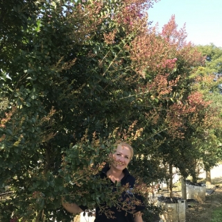 Lagerstroemia indica Rosea multi-stem