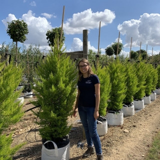 Cupressus macrocarpa Goldcrest