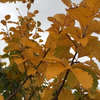 Autumn foliage of Sorbus incana