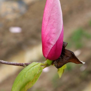 the purple/pink flower of Magnolia Spectrum