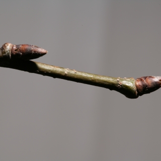 Ulmus Dodoens close up of buds