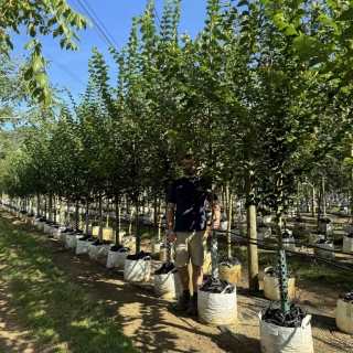 Ulmus Vada Wanoux