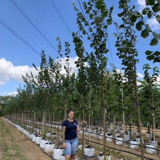 Tilia cordata Greenspire