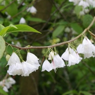 The pure white flowers of Halesia monticola