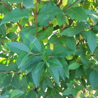 foliage of Ligustrum ovalifolium