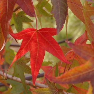 Liquidambar styraciflua multi-stem autumn colour