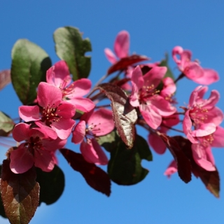 The pink flowers of Malus toringo Scarlet