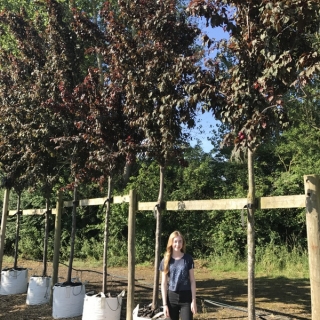 Prunus cerasifera Crimson Point at barcham trees nursery
