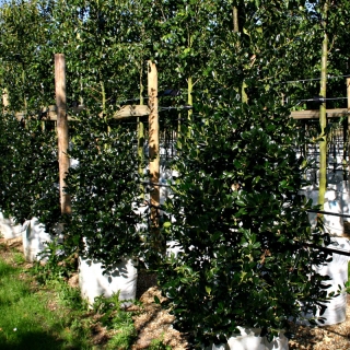 Ilex aquifolium J C Van Tol