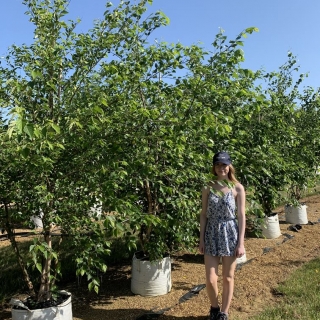 Betula nigra Multi-stem