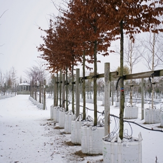 Carpinus betulus in winter