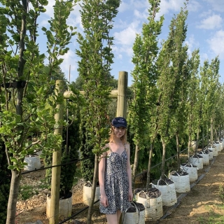 Fagus sylvatica Dawyck Gold