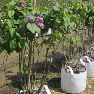 Syringa vulgaris Ruhm von Horstenstein at barcham trees