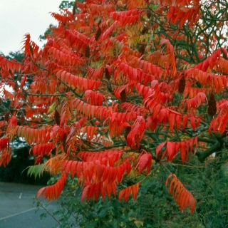 The stunning autumn foliage of Rhus typhina