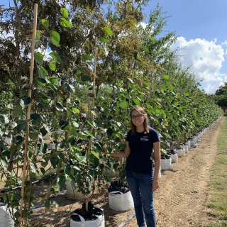 Betula utilis Jacquemontii Doorenbos multi-stem