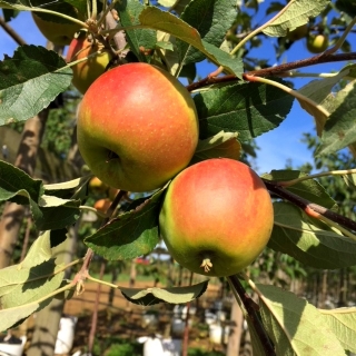 The apples of Malus Elstar