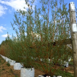 Salix alba Chermesina multi-stem at barcham trees