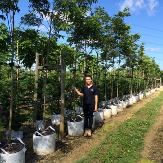 Carya illinoinensis at barcham trees
