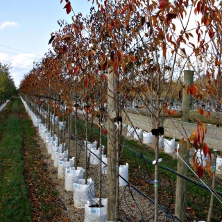 autumn foliage of Prunus Pandora