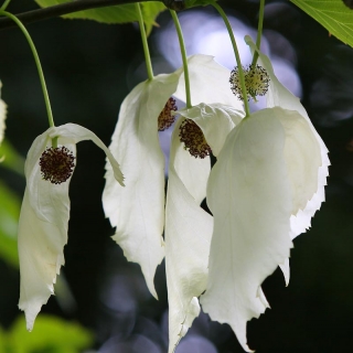 The interesting white flower of Davidia involucrata