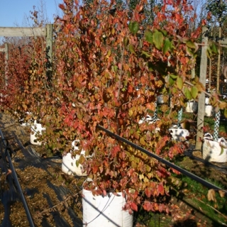 autumn colour of Cornus mas