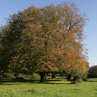 Mature Carpinus betulus in autumn