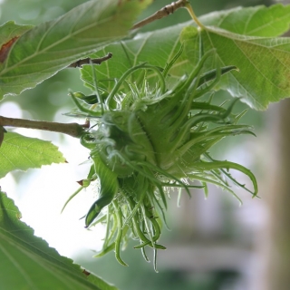 The seed pods of Corylus colurna