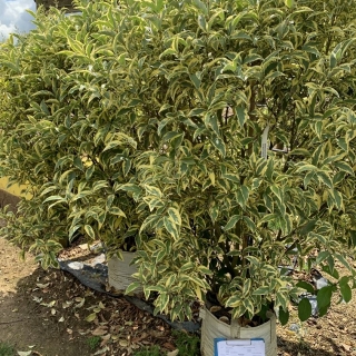 Ligustrum lucidum Variegata Bush