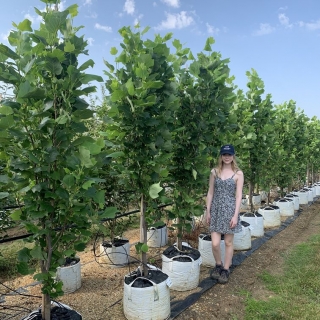 Liriodendron tulipifera Fastigiatum