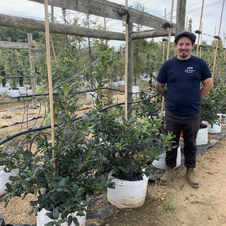 Ilex aquifolium Nellie Stevens multi stem