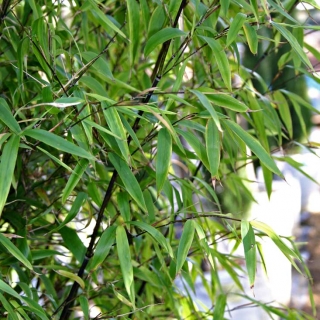 Phyllostachys nigra Multi-stem foliage