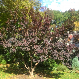 mature Cotinus coggygria Royal Purple