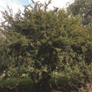 mature Crataegus monogyna