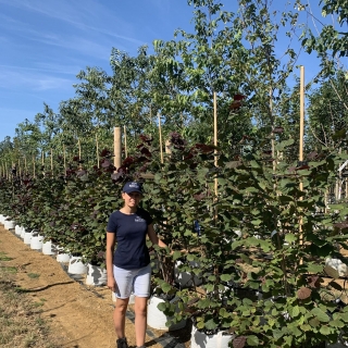 Corylus avellana Zellernus multi-stem