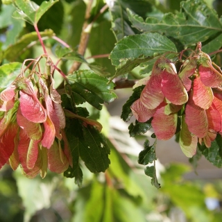 Acer ginnala leaves and keys