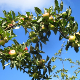 Malus discovery apples