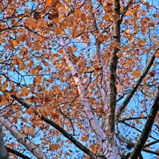 the canopy of Betula pubescens