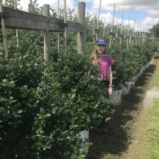 Ilex cornuta at Barcham Tree