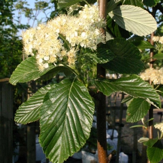 Sorbus aria Magnifica flower