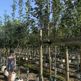 Sorbus latifolia Henk Vink