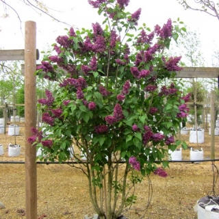 Single specimen of Syringa vulgaris Ludwig Spath